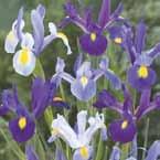 .... 50-65 VI-VII 8/op 40, 7/8 30, 6/7 20, Iris Pretty in blue Iris Tiger Stripe Mix Purple Lavender Mix mengsel