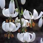 ....................... 50 VIII 16/op 400, 14/16 275, Lilium leichtlinii Lady Alice abrikooskleurig met wit.