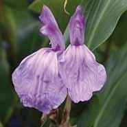 Roscoea auriculata paars, wit oog......................... 25 VI-IX I 750, Beesiana crème-paars gestreept.