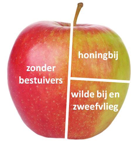 3 Activiteit voor in de klas Lunch met een bijsmaak Enig idee hoe de groente- en fruitafdeling of de zuivelafdeling van een