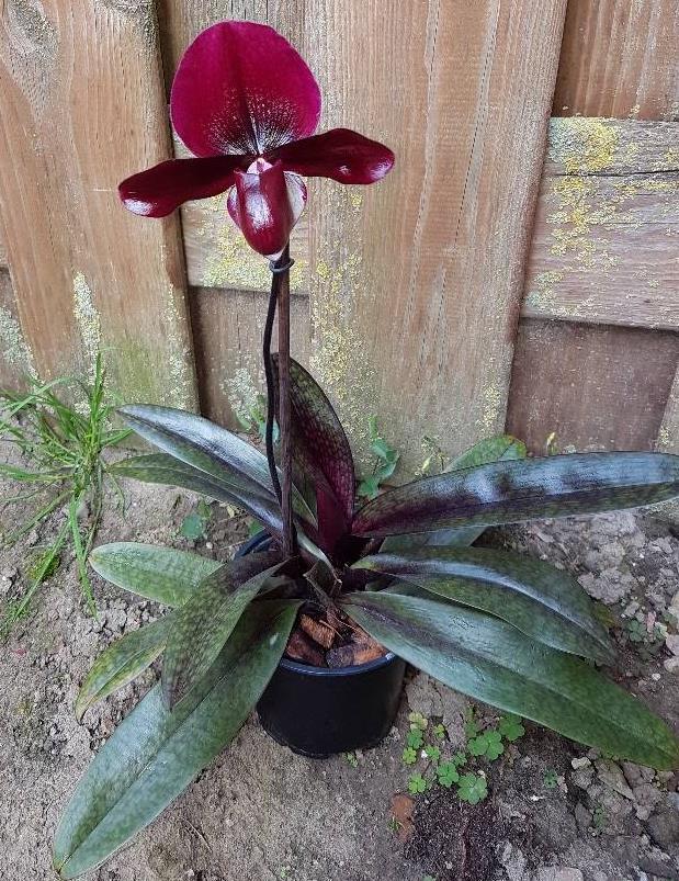 De orchidee groeide goed en hij glansde optimaal. Toen Pafhiopedilum ging bloeien stond ik echt helemaal pafffff!