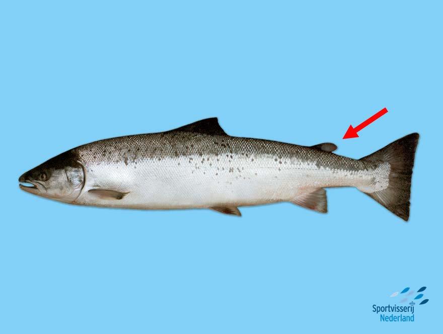 Dia Voorbeeldvis: 3. De vetvin Sommige vissoorten hebben achteraan de staart nog een bijzonder vinnetje. Het lijkt wel een soort bultje en het heet een vetvin. Dia Zalm: Deze vis heeft een vetvin.