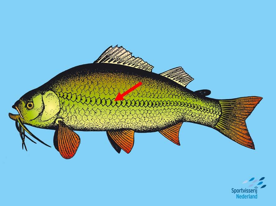 Dia Voorbeeldvis: 5. De zijlijn Vissen zijn bedekt met schubben. De middelste rij schubben (hier iets dikker getekend) heeft gaatjes. Dit is de zijlijn van de vis.