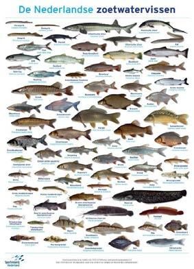 Dia Nederlandse zoetwatervissen: Welke vissen herkennen jullie?