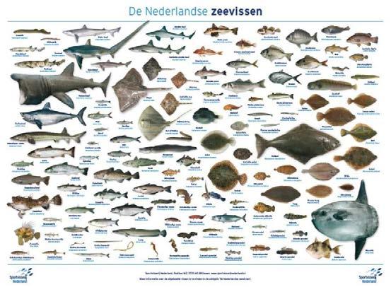 Dia Nederlandse zeevissen: Veel meer vissoorten dan in het zoete water! Hoeveel denken jullie? (circa 170). Herkennen jullie bepaalde vissoorten?