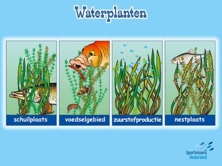 Dia Waterplanten: Hier zie je waarom vissen waterplanten nodig hebben. 1. Schuilplaats Tussen de waterplanten kunnen kleine vissen beschutting vinden tegen roofvis en visetende vogels.