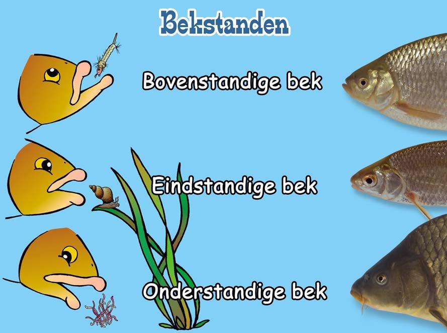 Dia Bekstanden: De stand van de bek zegt iets over het voedsel dat de vis eet, maar is ook een kenmerk om soorten uit elkaar te houden. Wat zou een vis met een bovenstandige bek eten?