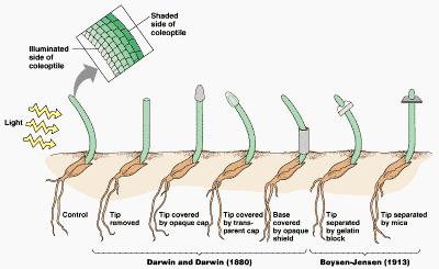 Plantenhormonen: Auxine - Darwin - Went: mobiliteit - Auxine in