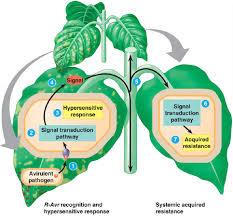 Plantenhormonen: andere bv.