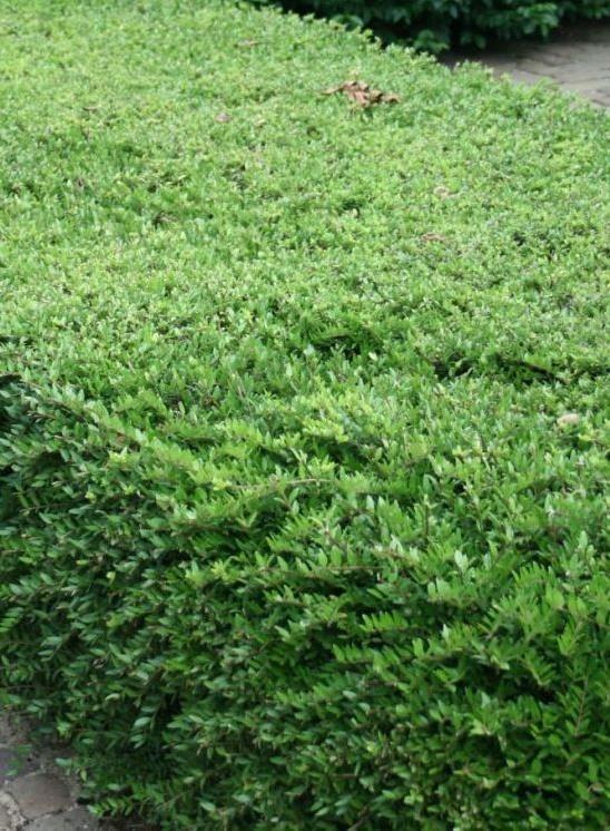 Groenaanplant Lonicera nitida Maigrün Chinese kamperfoelie / struikkamperfoelie