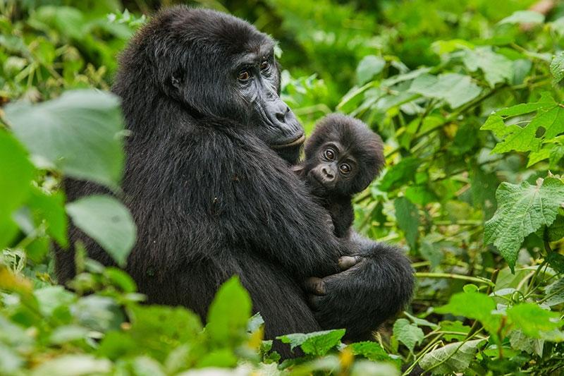De beroemde gorilladeskundige Dian Fossey, bekend van de film Gorillas in the Mist woonde in buurland Rwanda dertien jaar lang tussen de gorilla s.