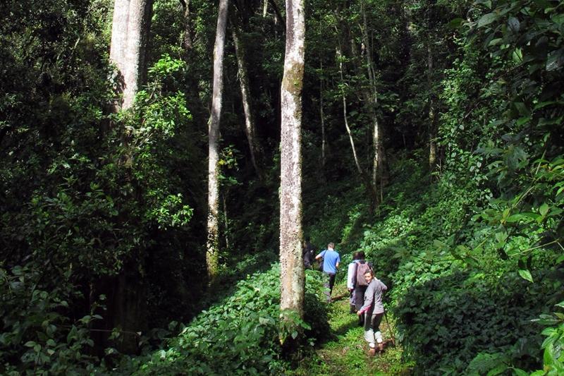 Je kunt ook een bezoek brengen aan een lokale pygmeeënstam of gewoon genieten van het mooie landschap vanuit de lodge. Dag 14: Bwindi N.P.