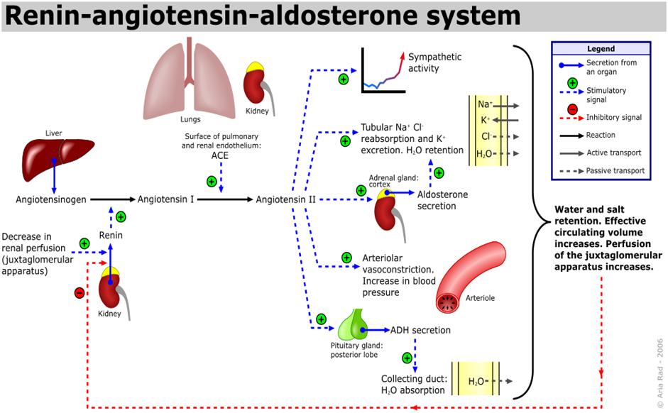 Renine-Angiotensine-Aldosteron Systeem Sympathische activiteit Bèta-blokker Lever Longen Nieren Endotheel oppervlak (longen & nieren): ACE Terugresorptie NaCl in tubuli. K-excretie.