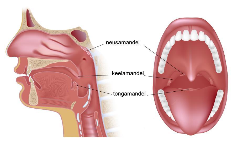 Afbeelding 1: mond-keelholte (*) Waarom verwijderen? Soms komen er zoveel ziekteverwekkers binnen dat de neusamandel zelf ontsteekt. De amandel wordt dan dik.