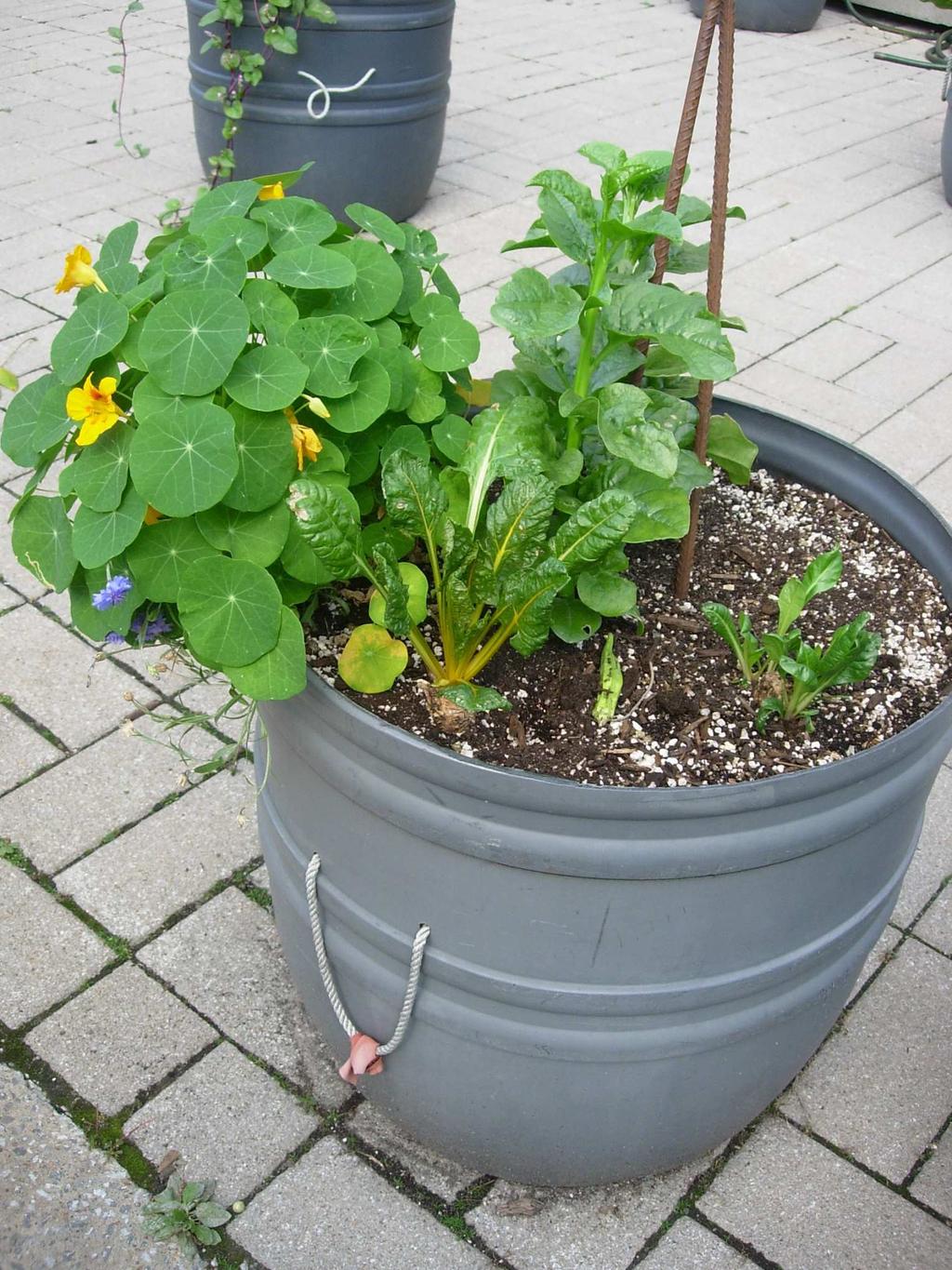 80 90 Niet te rijk (verpotting mogelijk) Tuinboon Inzaaien in lijnen 25cm van elkaar, op 4cm diepte in een vochtige groef, 1 à 2 zaden elke 15 cm Water tijdens bloei PAGINA 6 VAN 8