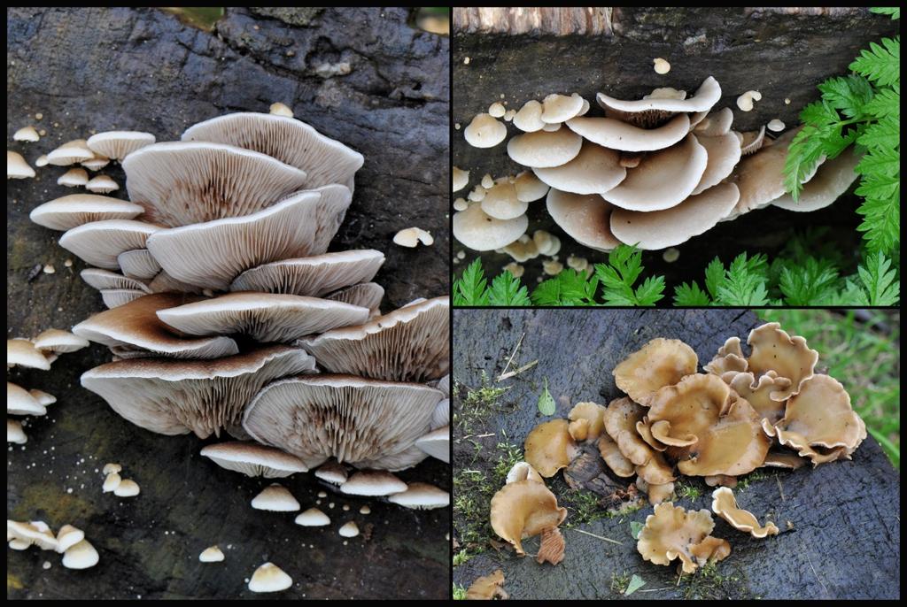 Op meerdere stukken boomstam verschijnen verschillende soorten paddenstoelen, zoals deze twee soorten. De foto s links en rechtsboven zijn van het zelfde groepje paddenstoelen.