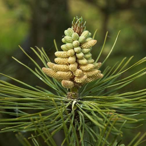 Pinus nigra nigra - Oostenrijkse den Hoogte: 10 meter. Bloem: Kegels.