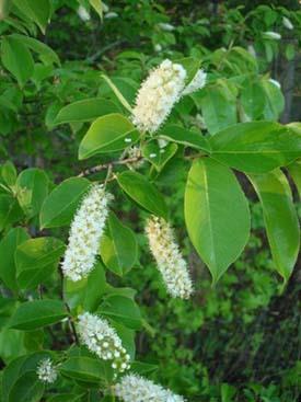 Prunus serotina Amerikaanse vogelkers Hoogte: 10 meter. Bloei: mei juni.