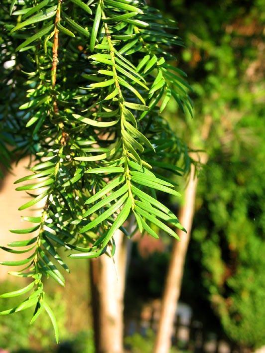 Bladeren: Wintergroen, naalden 1 tot 1½ cm, glanzend donkergroen, van onderen lichter groen.