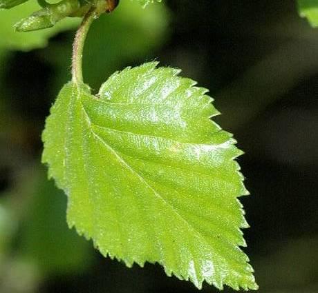 Betula pubescens zachte berk Hoogte: 6 tot 10 meter. Bloei: mei juni.