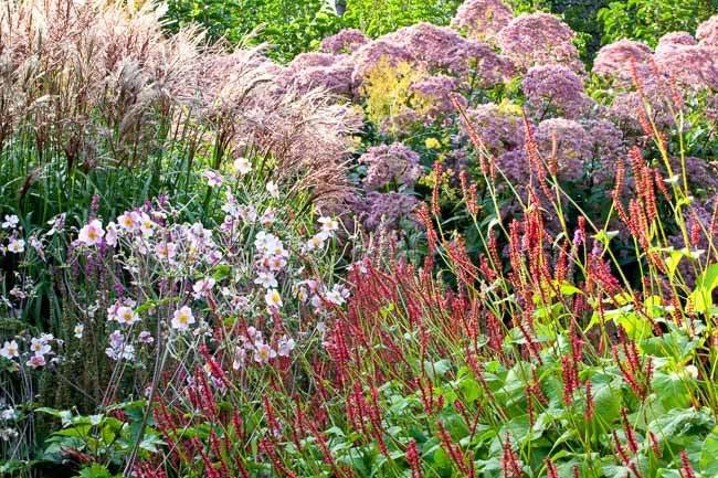 Vaste planten en siergrassen (in bloemvakken) De bloemvakken bestaan uit een combinatie van bloeiende vaste planten en