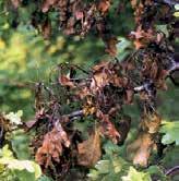 3.2. Zomer Bladeren verwelken, verkleuren eerst vaalgroen, later roodbruin tot zwart en hangen slap aan de twijgen.