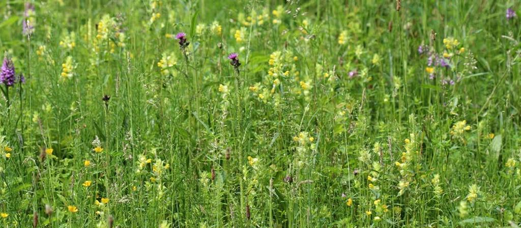 voornamelijk grassen - en op die manier water en bepaalde mineralen via de waardplant opnemen. Omdat ze wel chlorofyl bevatten kunnen ze zelf in hun energie voorzien door middel van fotosynthese.