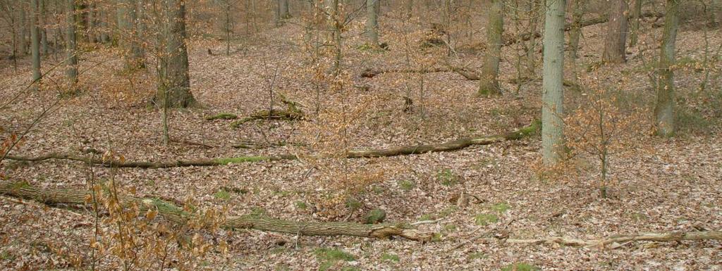 In het Starnumansbos gingen enkele oude grove dennen dood, waardoor de dominantie van zomereik in verhouding toenam. Veel dunne eikjes zijn eveneens doodgegaan.