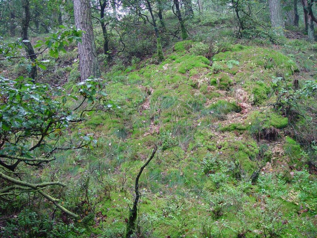 Foto 3.1. Noordhelling in het door landduinen gedomineerde bosreservaat Zwarte Bulten met bijzondere veenmossoorten. Onder Grove den zullen op de oude standplaatsen ook Bosxeromormoders ontstaan (fig.