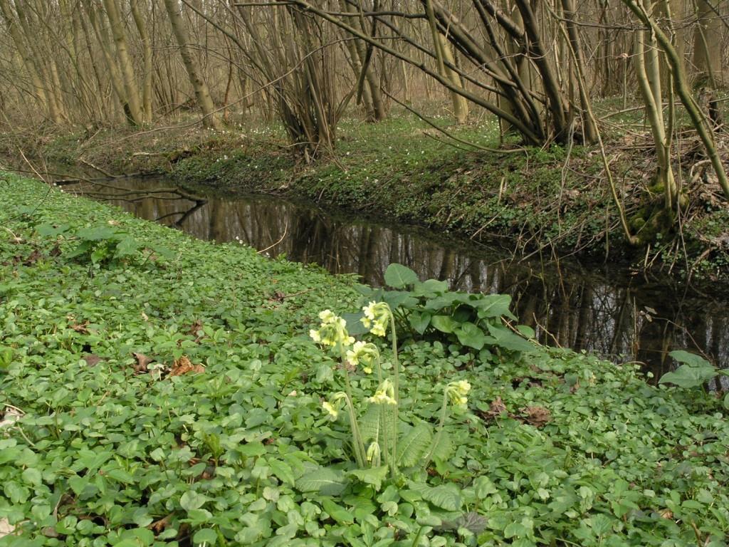 Valleibossen, 91E0_va In de vallei op bodems die meestal in de winter kortstondig kunnen