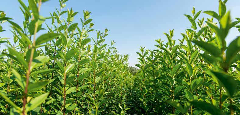 De plantengroei volgt ook deze natuurlijke elementen, waardoor de vrijstelling van de DCM Xtra-MIX 1 zich op het groei- en behoeftepatroon van de planten afstemt.