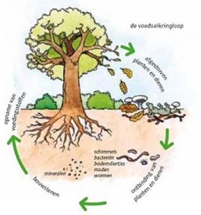 IVN lezing over bodemleven door Rini Kerstens: Volgens de definitie van bodemkunde is een bodem de bovenste laag van de aardkorst die door planten beworteld wordt, of waarin zich bodemvormende