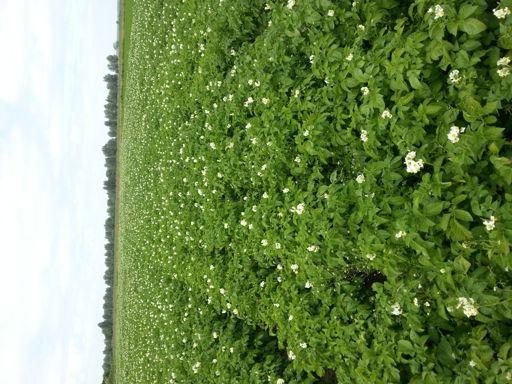 In de ruggen is maaimeststof ingebracht zodat het bloemkoolplantje straks voldoende