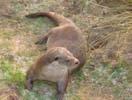 Provinciale aandachtsoorten [23, 27] Otter Noordse Woelmuis Driedoornige stekelbaars Flexibiliteit Flexibele invulling van het streefbeeld houdt in dat de landschappelijke invulling van