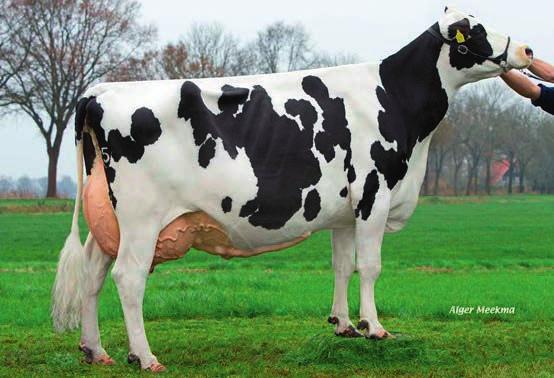 Voor stiermoeder Batenburg Ginster 2925 de met 90 punten ingeschreven Bertildochter geldt dit zeker met lijsten van ruim 13.000 kilogram melk met hoge gehalten.