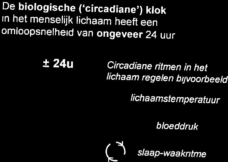 woordelijk is voor het dag-nachtritme van verschillende processen in het lichaam ( 3.1).