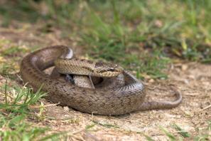 verspreiding en habitat