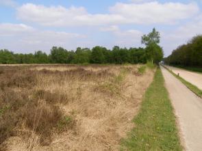 Totaal vergraste heide Open plekken en