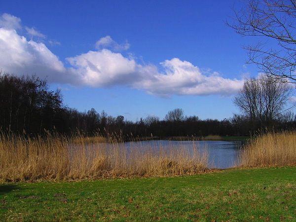 Projectplan Verbeteren waterkwaliteit Wilhelminapark gemeente Opsteller: N.