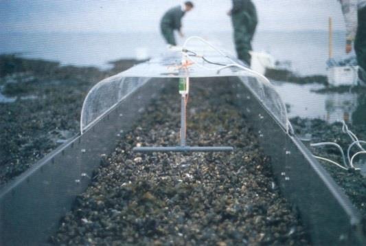 De mosselpomp in actie Onderzoek in de Oosterschelde: De mossel kan 3 5 liter per uur water