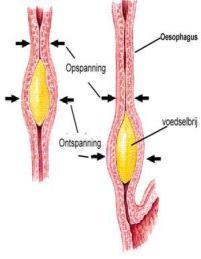 (bescherming van de maagwand) Intrinsic factor (nodig voor opname vit.