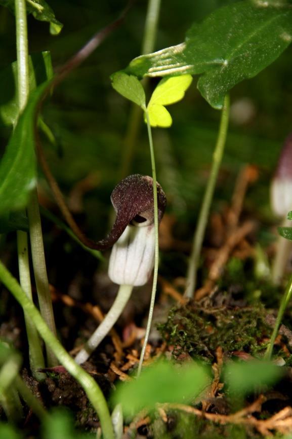 Arisarum proboscideum, Muizenstaartje, de tweekleurige bloemschedes komen net