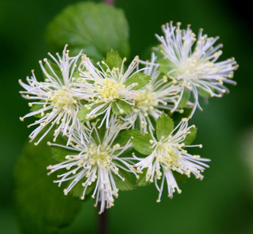 Neviusia alabamensis Totaal onbekend, deze tot de Rosaceae behorende heester uit Alabama.