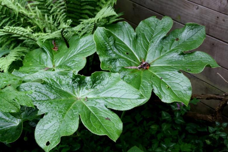 Garden en is een kruising tussen M. acuminata, M. liliiflora, en M. stellata.