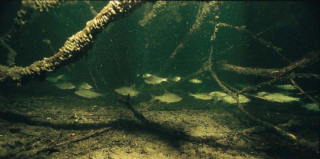 - Roeivijver te Drunen - dan éénmalig 100 kg graskarper uit te zetten om de waterplantengroei in toom te houden en vismogelijkheden voor de sportvissers te vergroten.