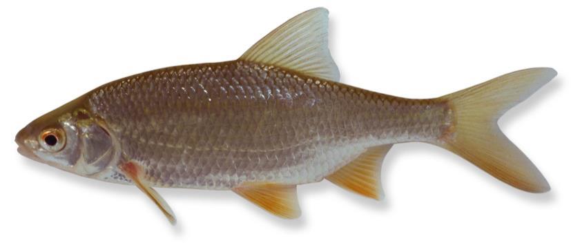 - Roeivijver te Drunen - BLANKVOORN (Rutilus rutilus) Leefomgeving De blankvoorn is een vis van zowel stilstaand als stromend water, die in vele watertypen algemeen voorkomt.