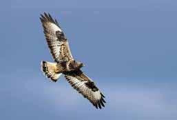 Ruigpootbuizerd als symbool voor ander beheer slaperdijken en