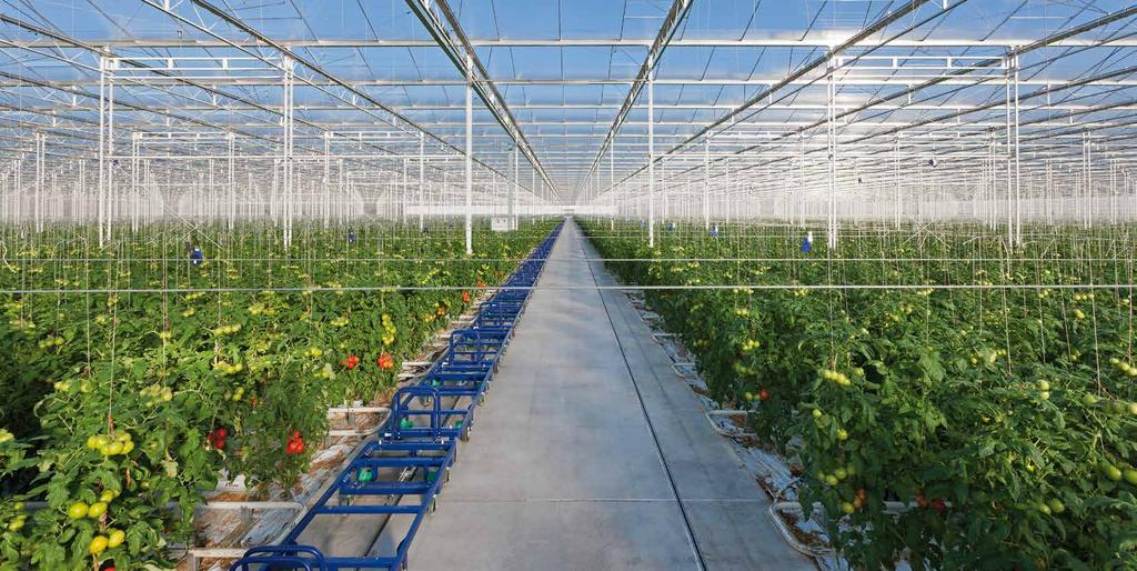 Overzicht tomaten assortiment Rasnaam Gemiddelde vruchtgewicht IR Resistenties Brix Belichte teelt Competition Cherry Sterk, generatief Perfecte visgraadstructuur, met 16-18 vruchten Ronde, dieprode