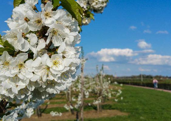 10 KOM FIETSEN TUSSEN DE BLOESEMS foto: Patrick Janssens april ZO 01 Pasen MA 02 Paasmaandag DI 03 Themakamp Pasen WO 04 DO 05 VR 06 ZA 07 ZO 08 MA 09 DI 10 Themakamp Pasen Themakamp Pasen Themakamp