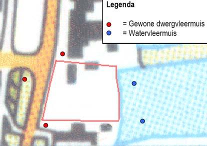 Figuur 3. Waarnemingen van vleermuizen ter plaatse van en in de directe omgeving van Overmeerseweg 85 te Nederhorst den Berg.